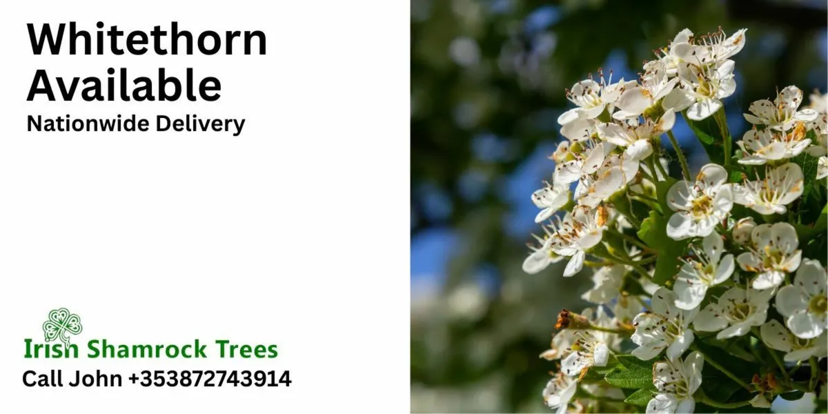 Whitethorn Available