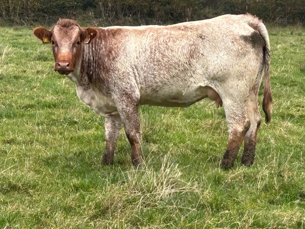First calved heifer and heifer calf - Image 2
