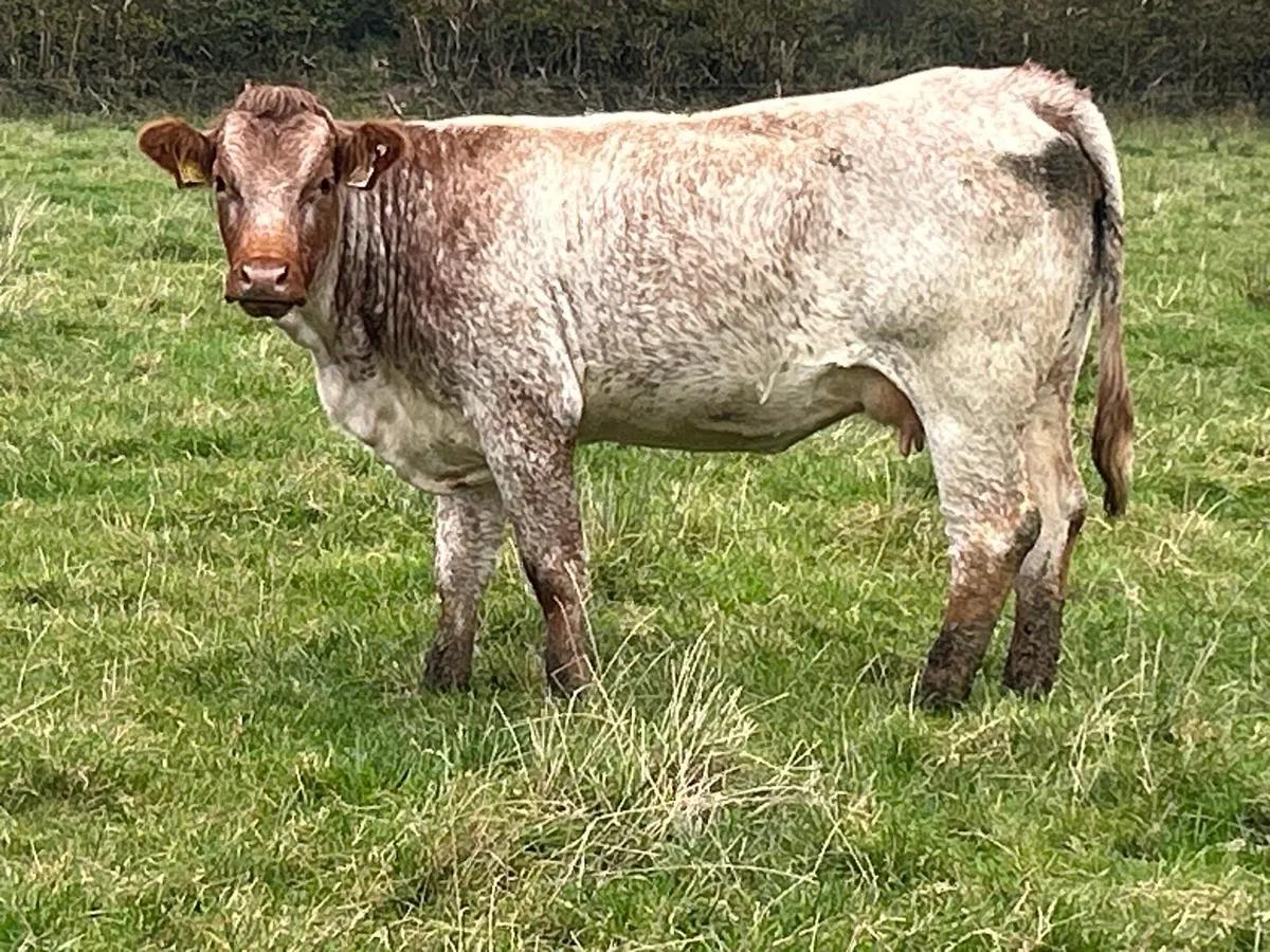 First calved heifer and heifer calf - Image 3