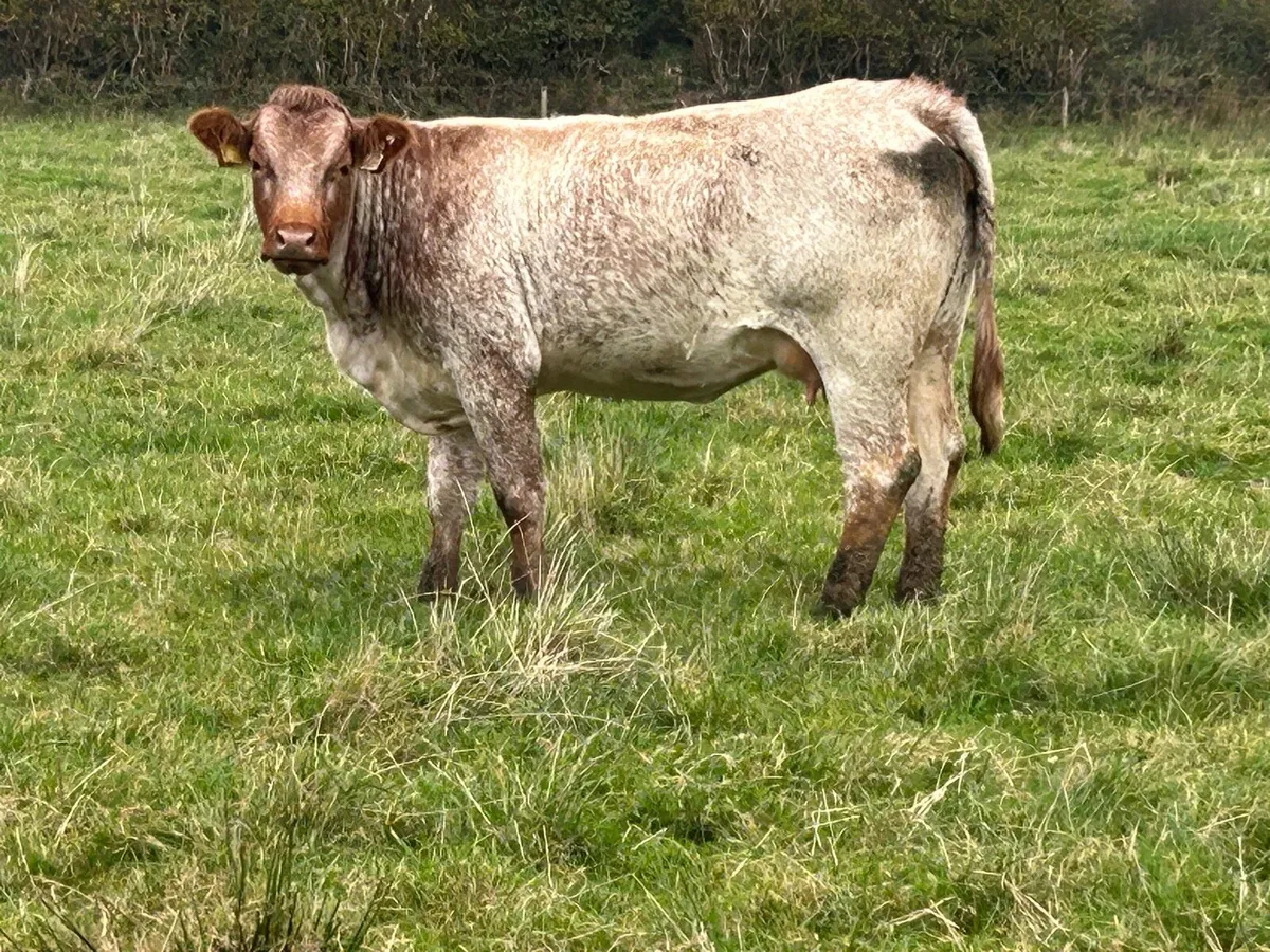 First calved heifer and heifer calf - Image 4