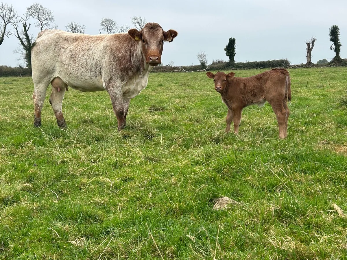 First calved heifer and heifer calf - Image 1