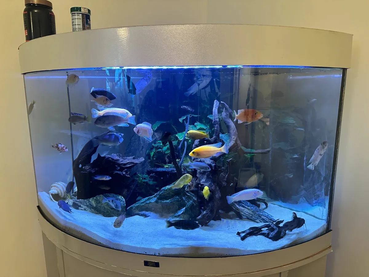 Juwel Trigon Aquarium Complete Setup for Sale - Image 1