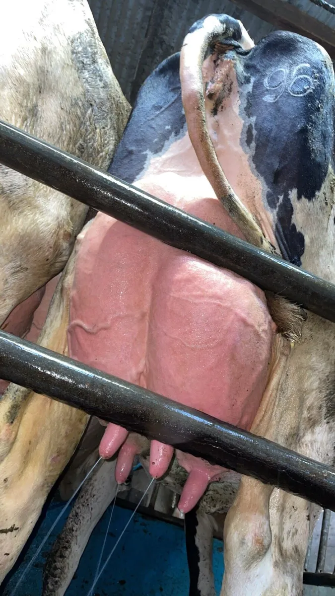 Pedigree breeding Bulls - Image 2