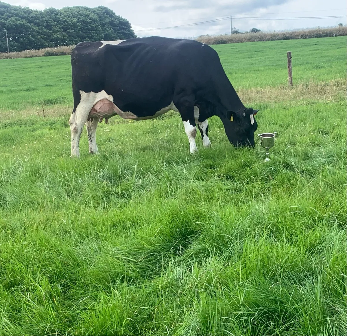 Pedigree breeding Bulls - Image 1