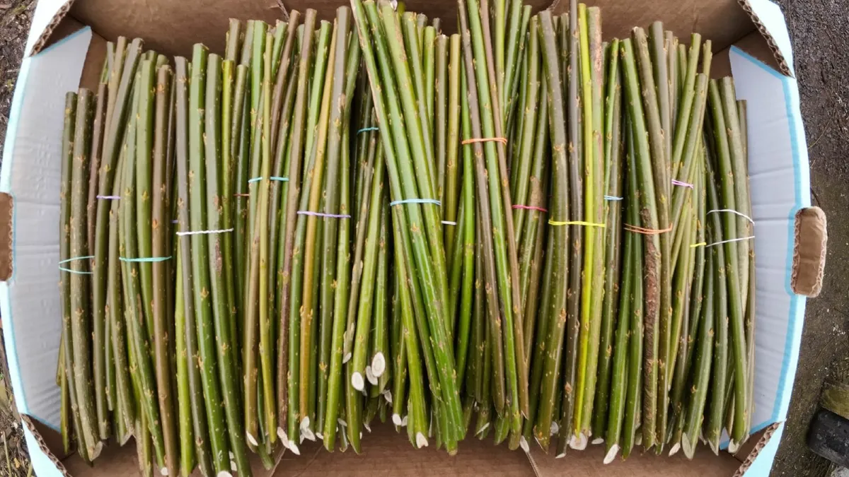 Willow Cuttings for Hedging, Shelter & Firewood - Image 1