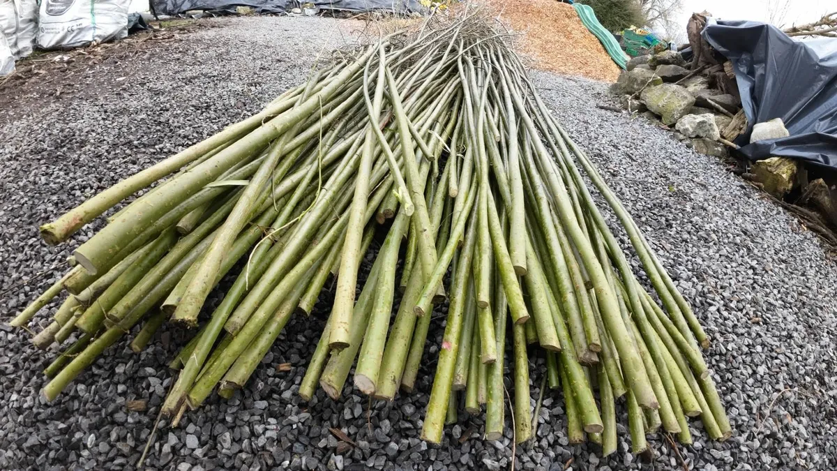 Willow Cuttings for Hedging, Shelter & Firewood - Image 1