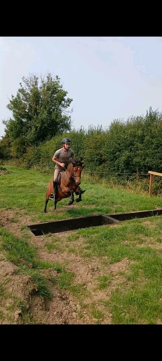SUPURB 13HH PONY - Image 2