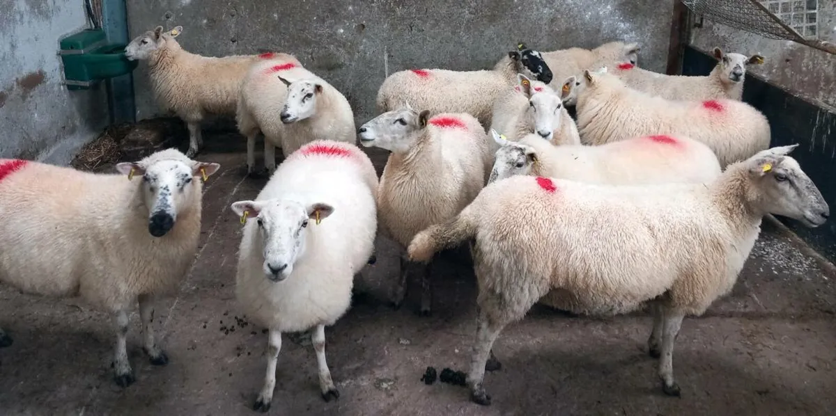 CHEVOIT HOGGETS - Image 1