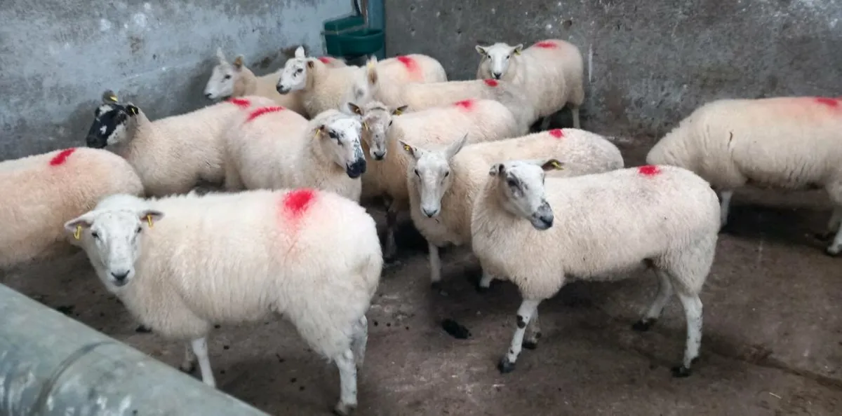 CHEVOIT HOGGETS - Image 3