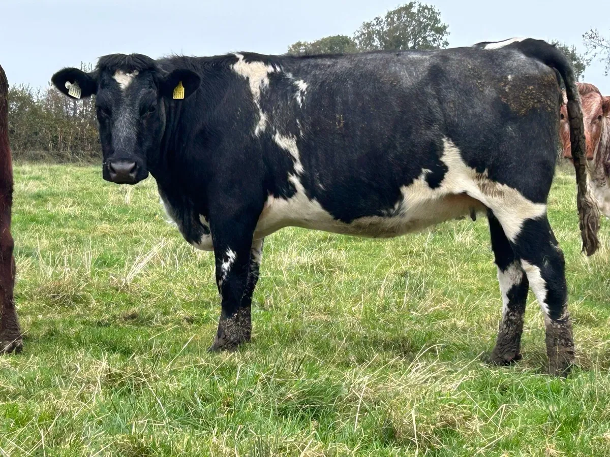 2 5 star incalf heifers - Image 1