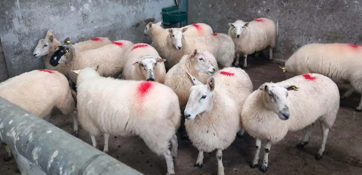 CHEVOIT HOGGETS - Image 4