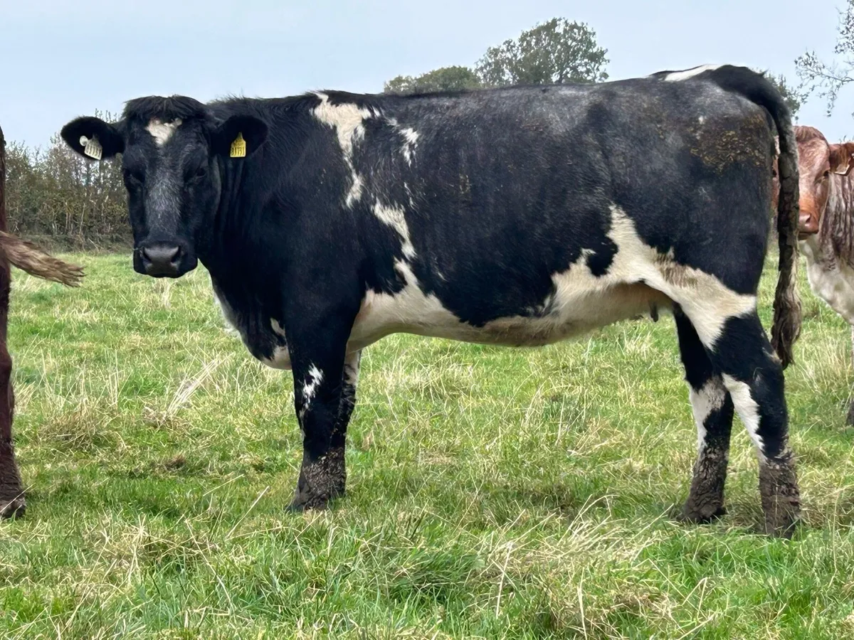 2 5 star incalf heifers - Image 2