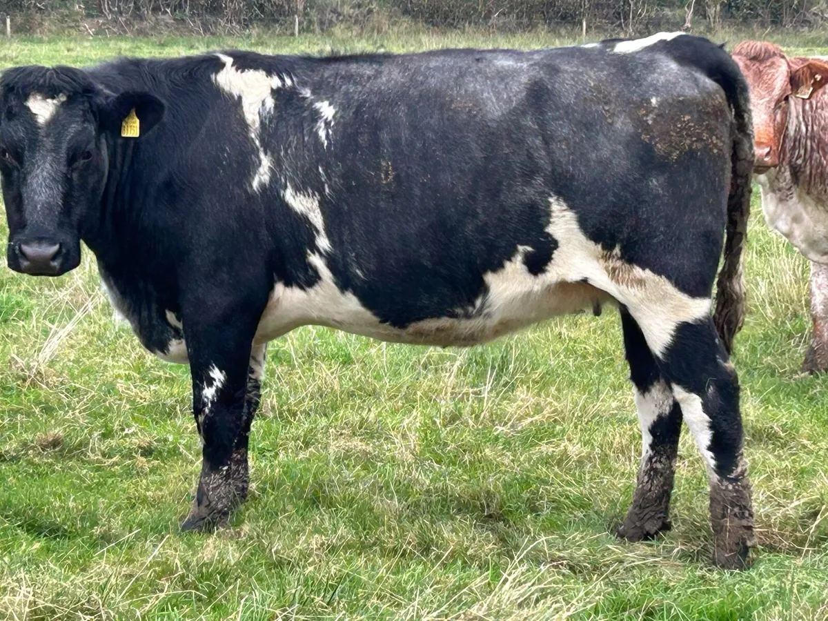 2 5 star incalf heifers - Image 3