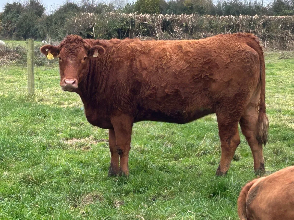 2 5 star incalf heifers - Image 4