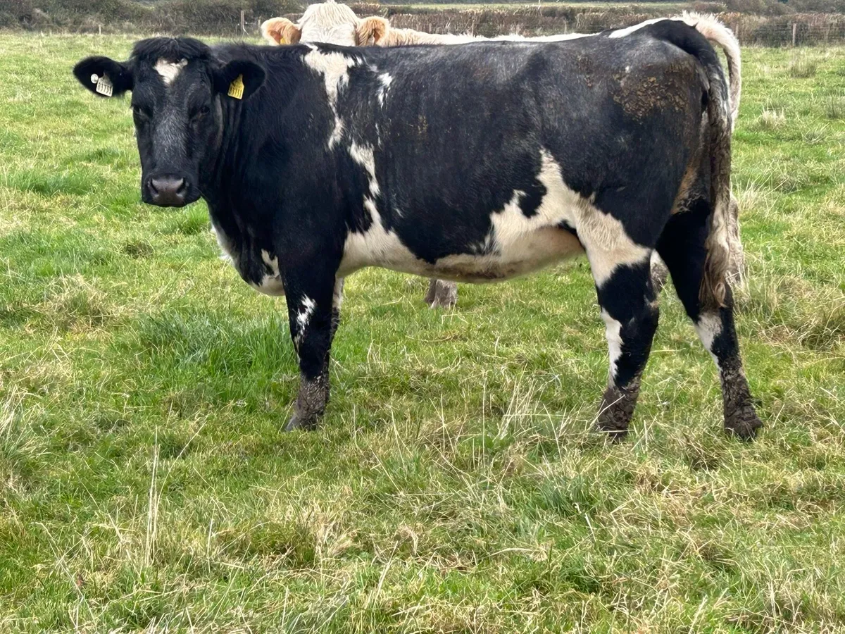 5 star genotyped ⭐️⭐️⭐️⭐️⭐️incalf heifer - Image 4