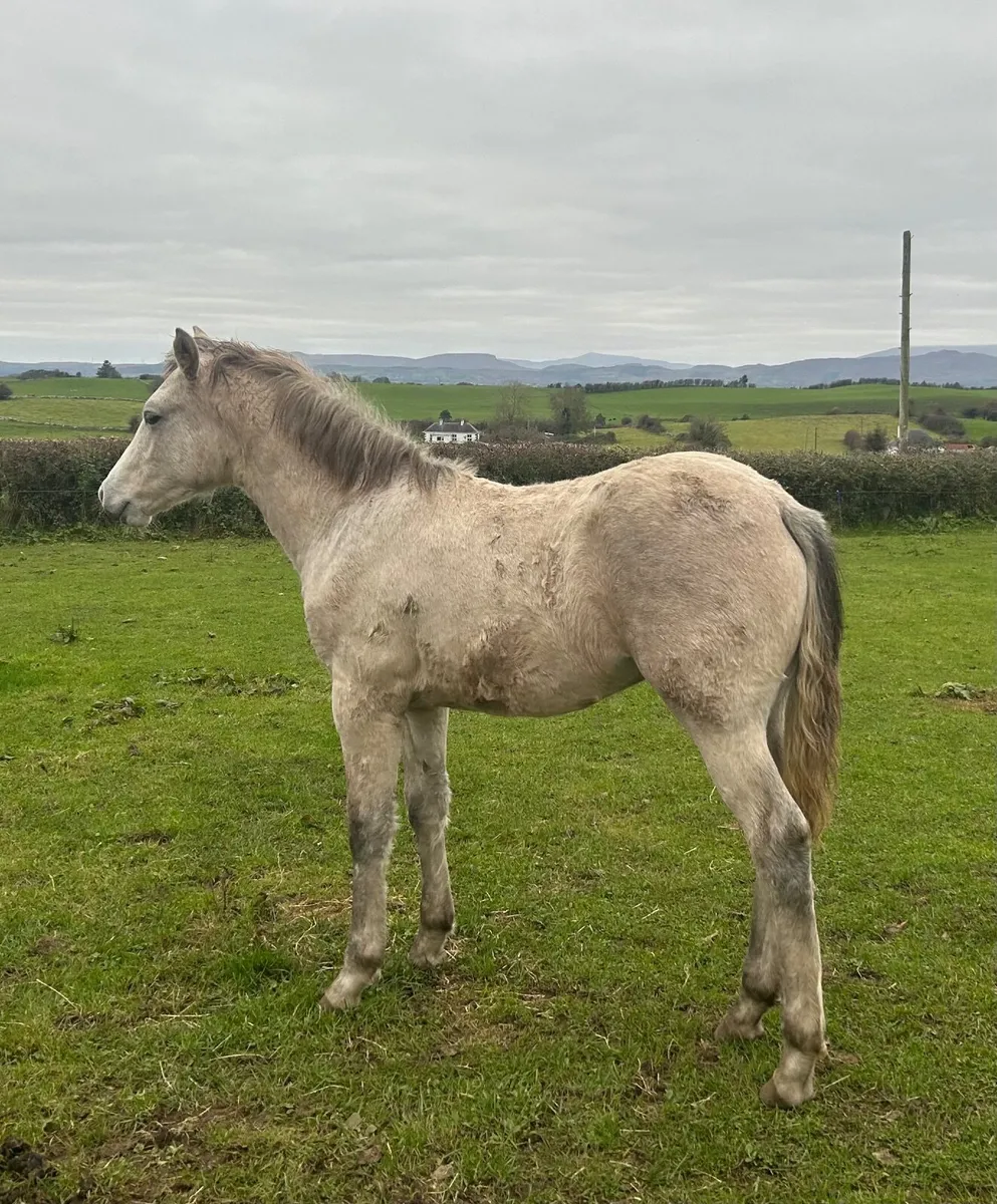 Connemara Colt Foal - Image 2