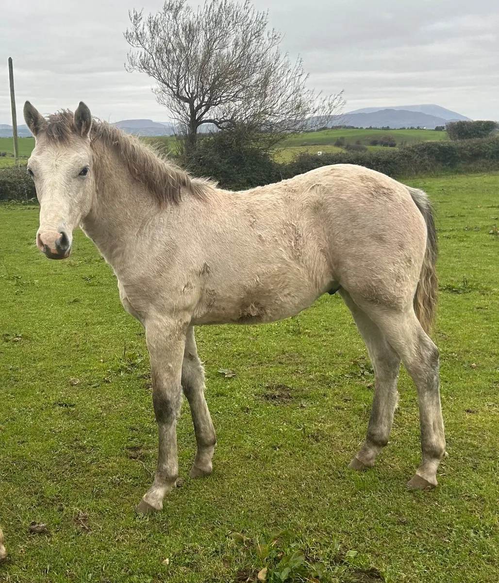 Connemara Colt Foal - Image 3