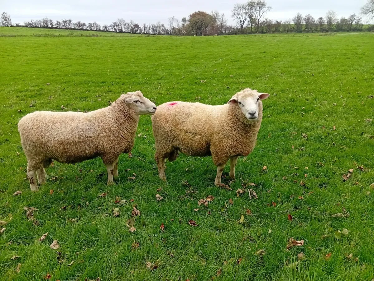 Romney Rams - Image 1
