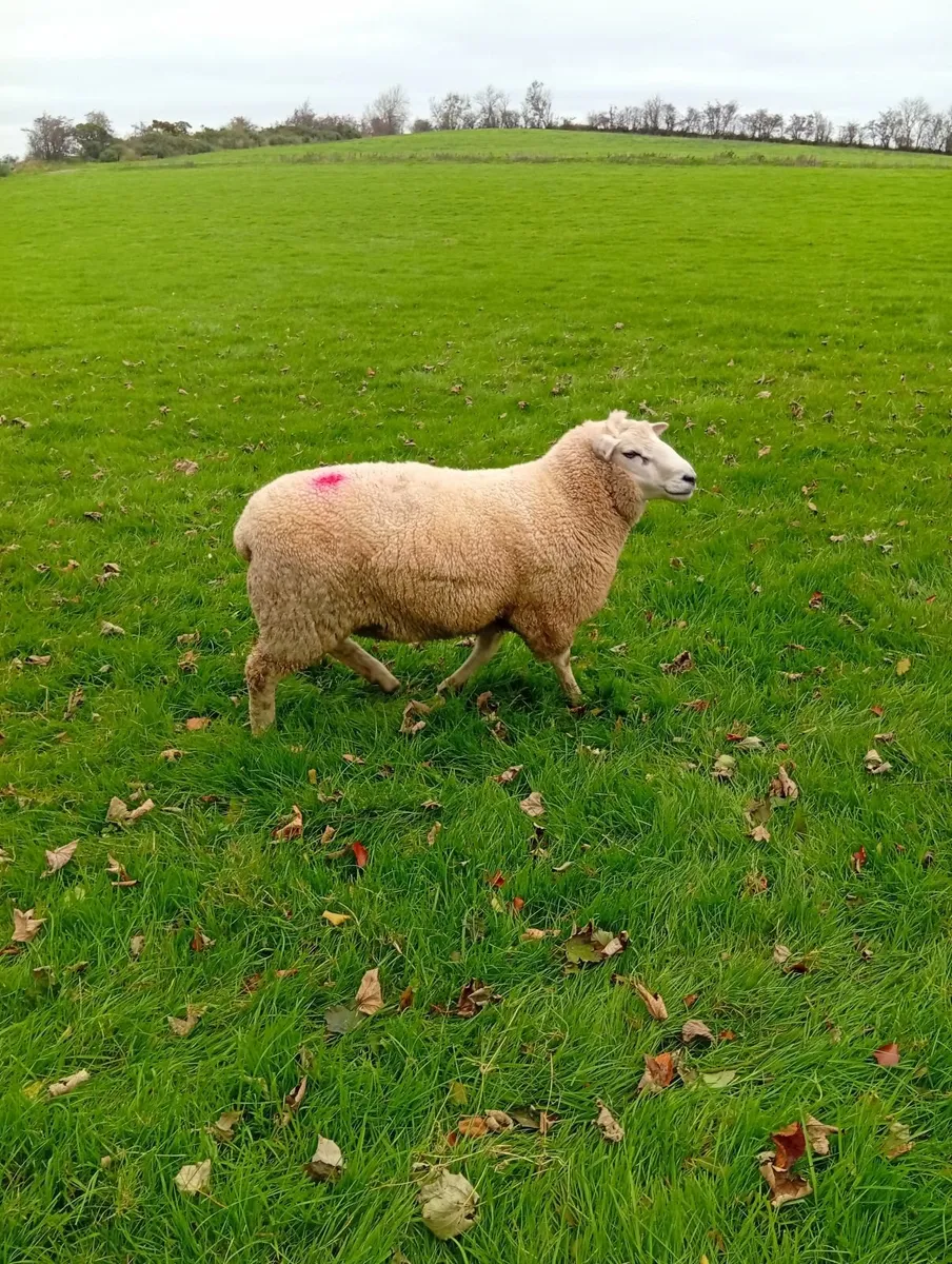 Romney Rams - Image 2