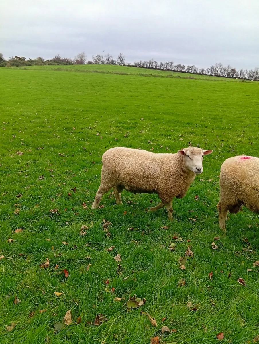 Romney Rams - Image 3