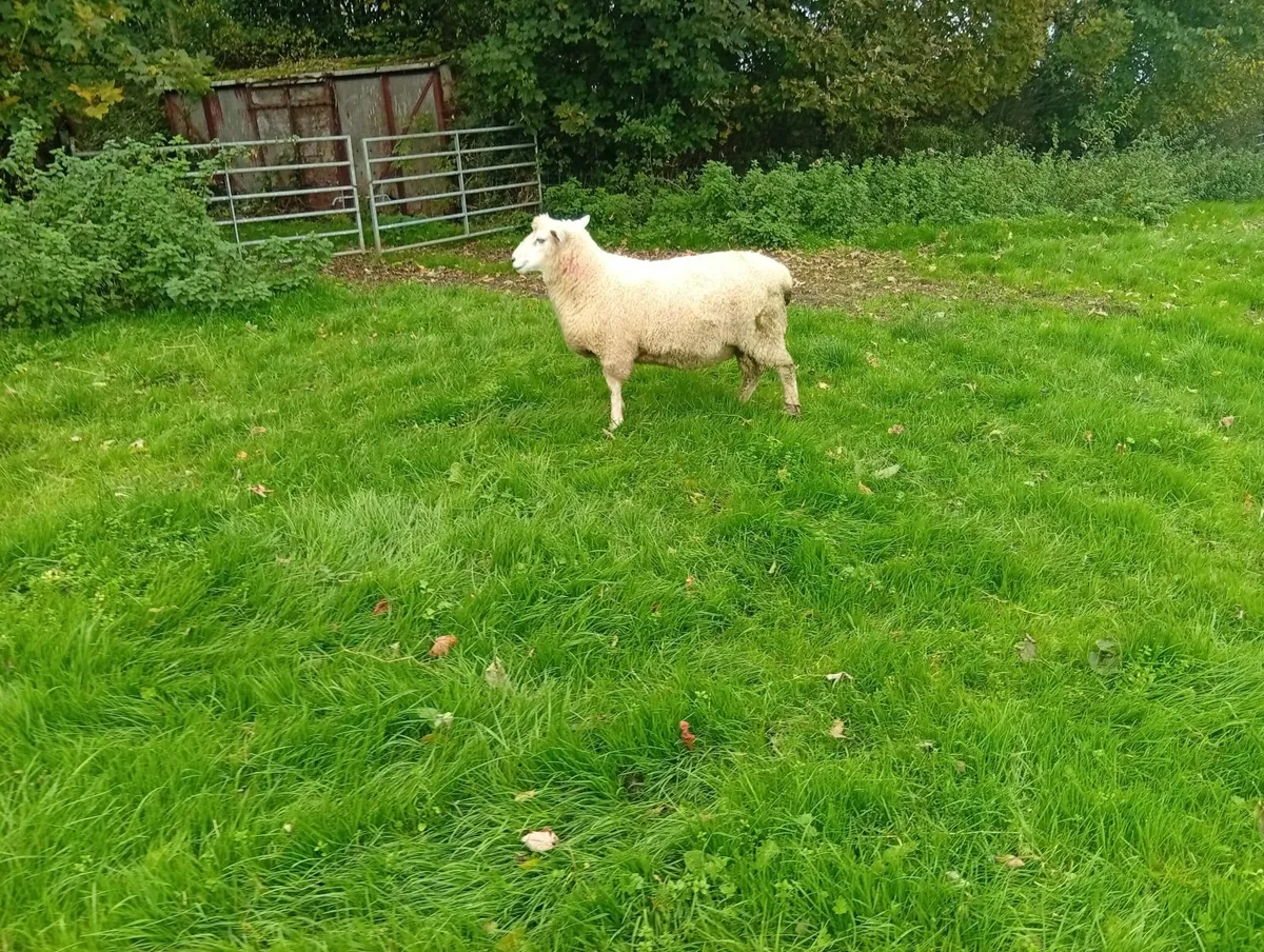 Romney Rams - Image 4