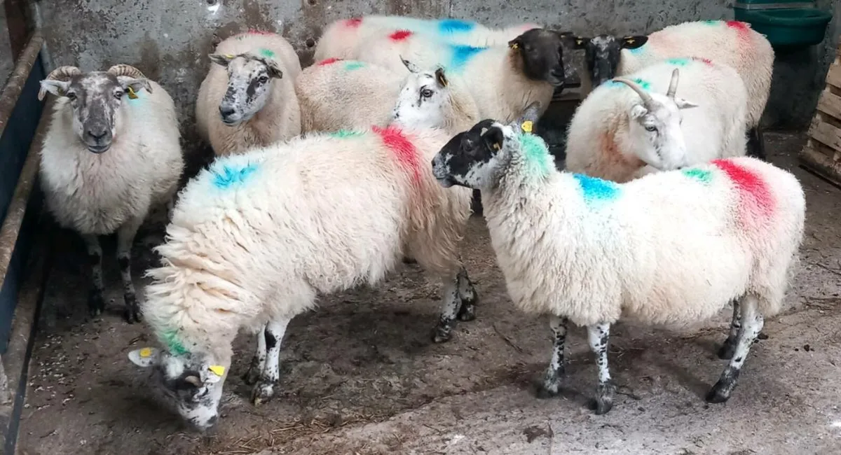 CROSBREED BREEDING EWES - Image 1