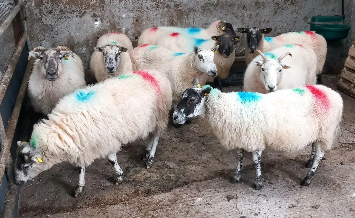 CROSBREED BREEDING EWES - Image 2