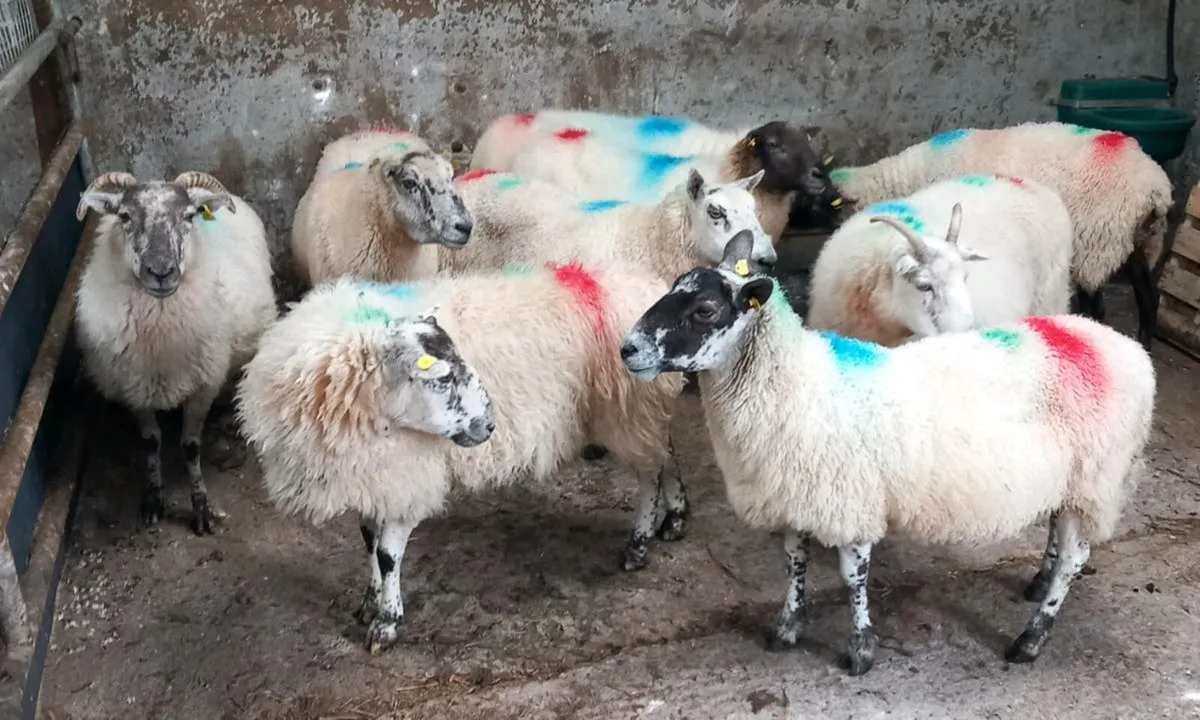 CROSBREED BREEDING EWES - Image 3