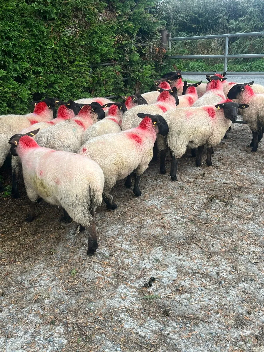 Suffolk Ewe lambs - Image 3