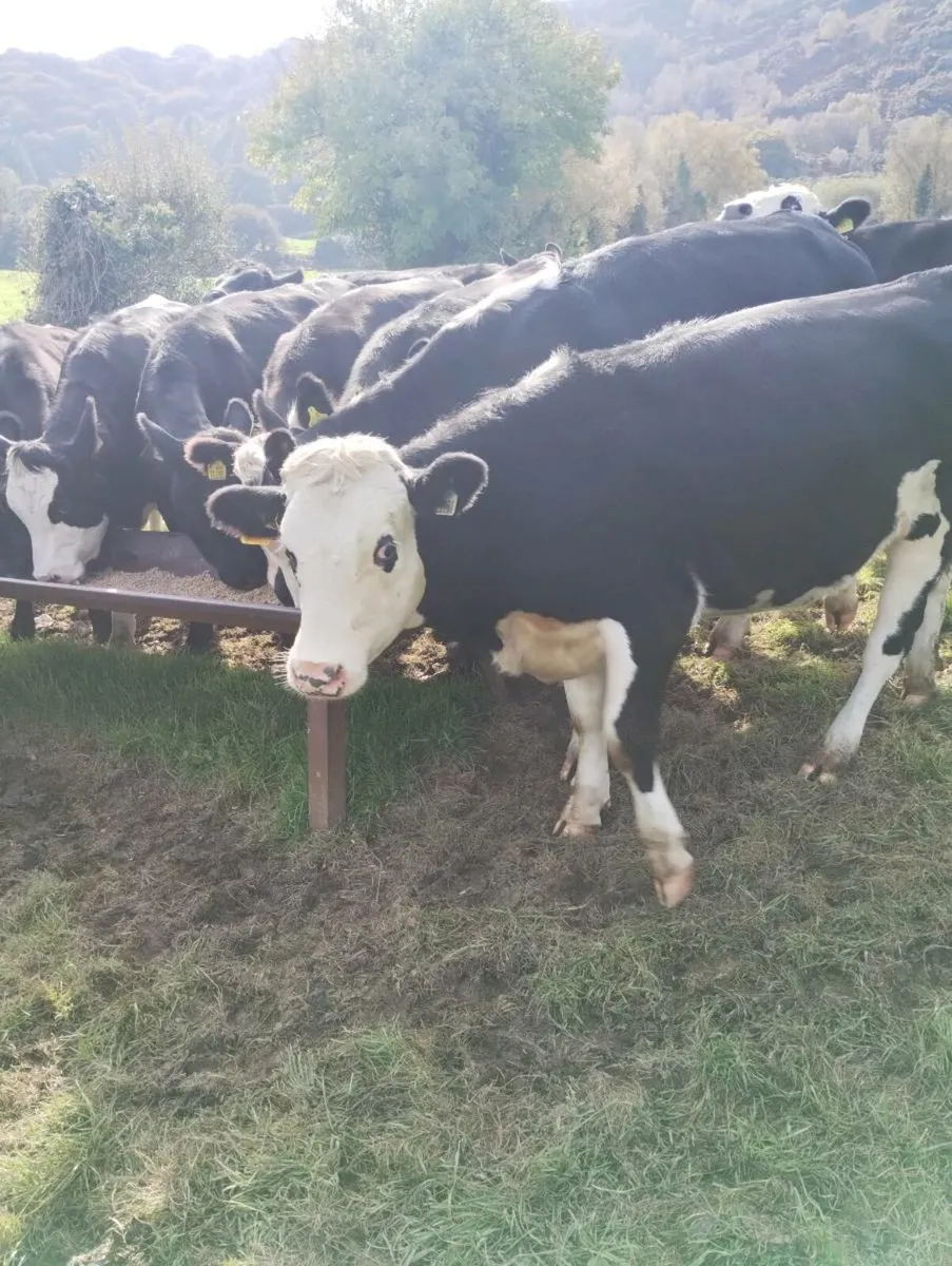 Heifers and Bullocks - Image 1