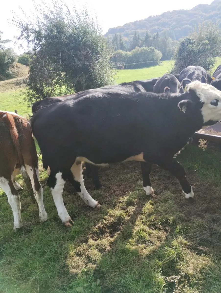Heifers and Bullocks - Image 2