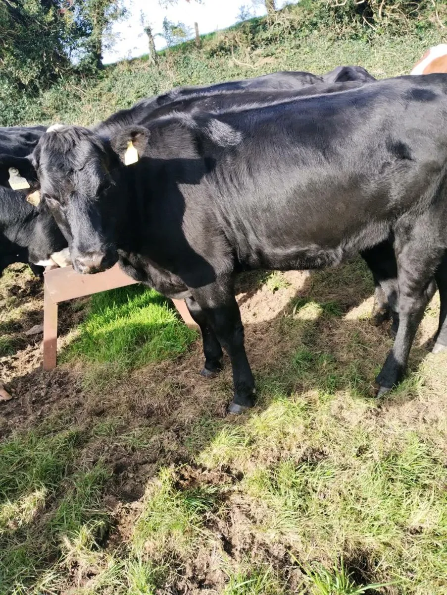 Heifers and Bullocks - Image 3