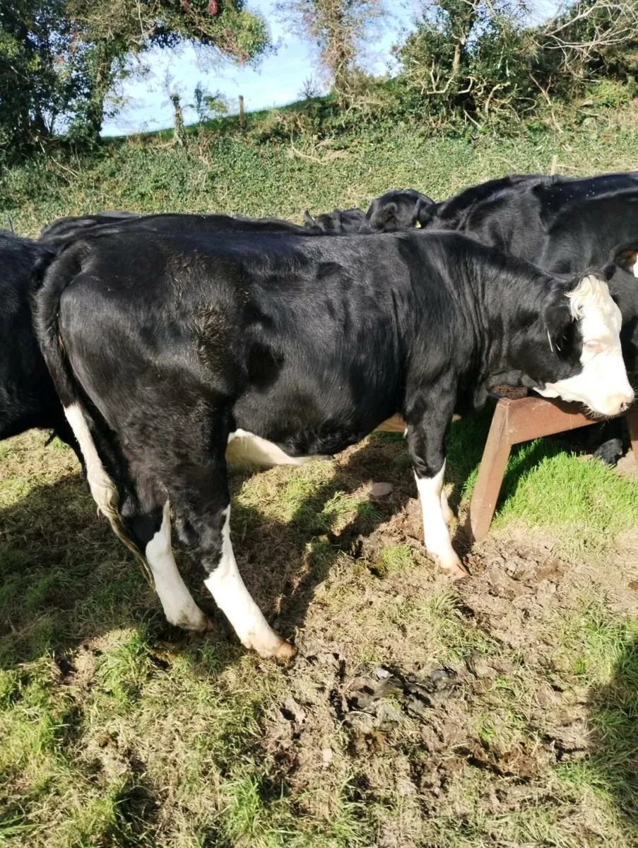 Heifers and Bullocks - Image 4