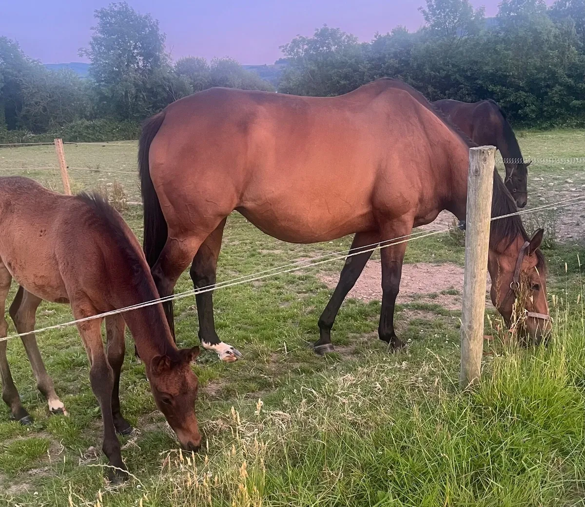 Brood Mare - Image 1