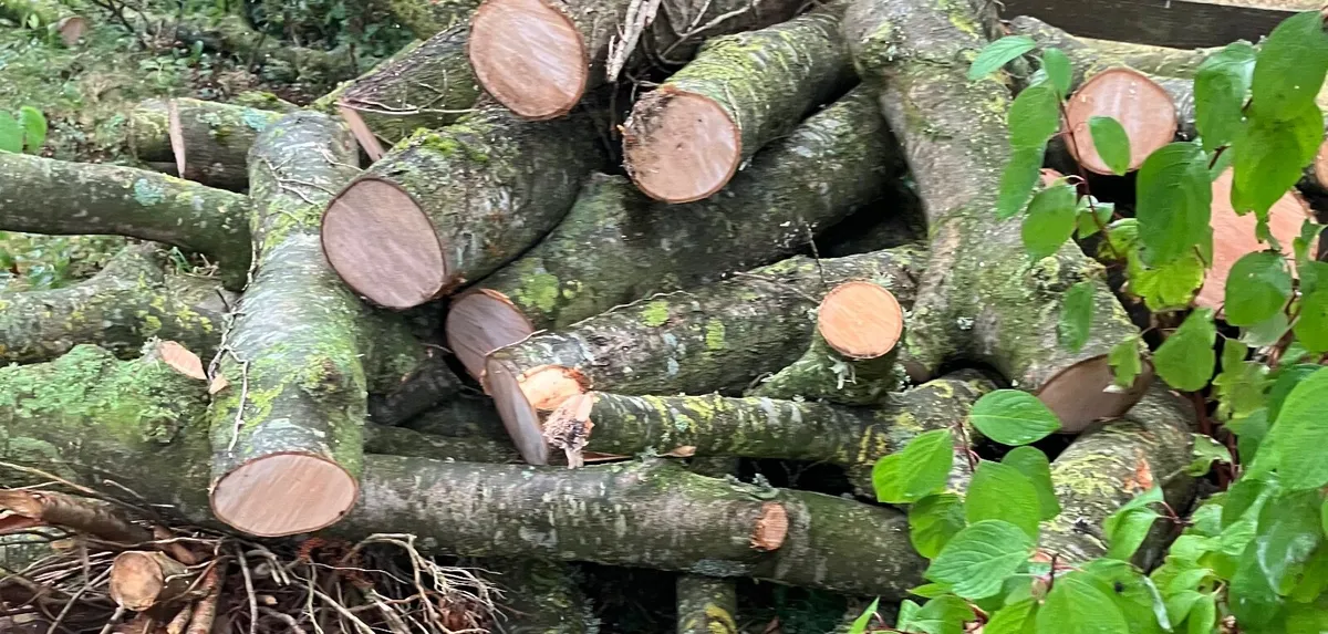 Ash firewood - Image 1