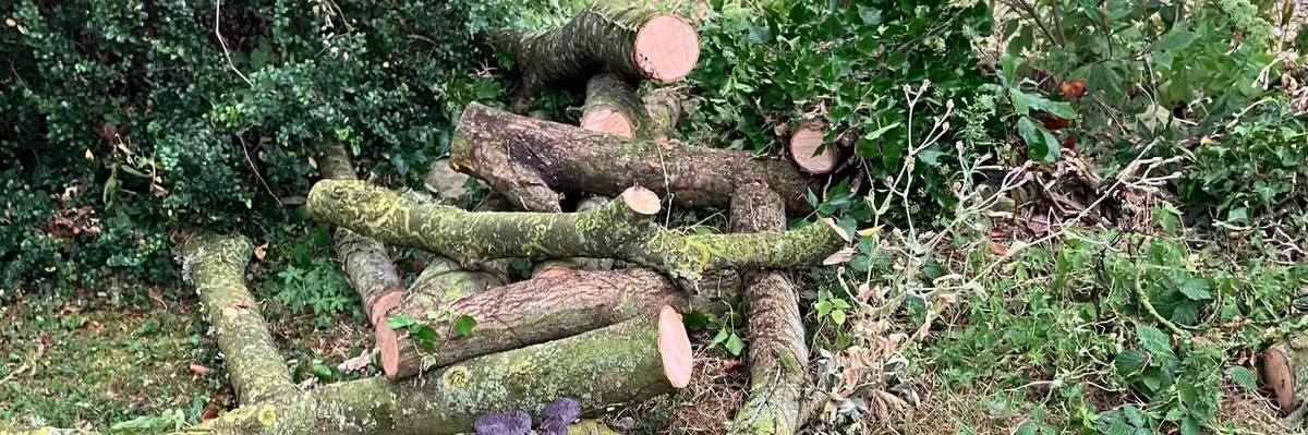 Ash firewood - Image 2