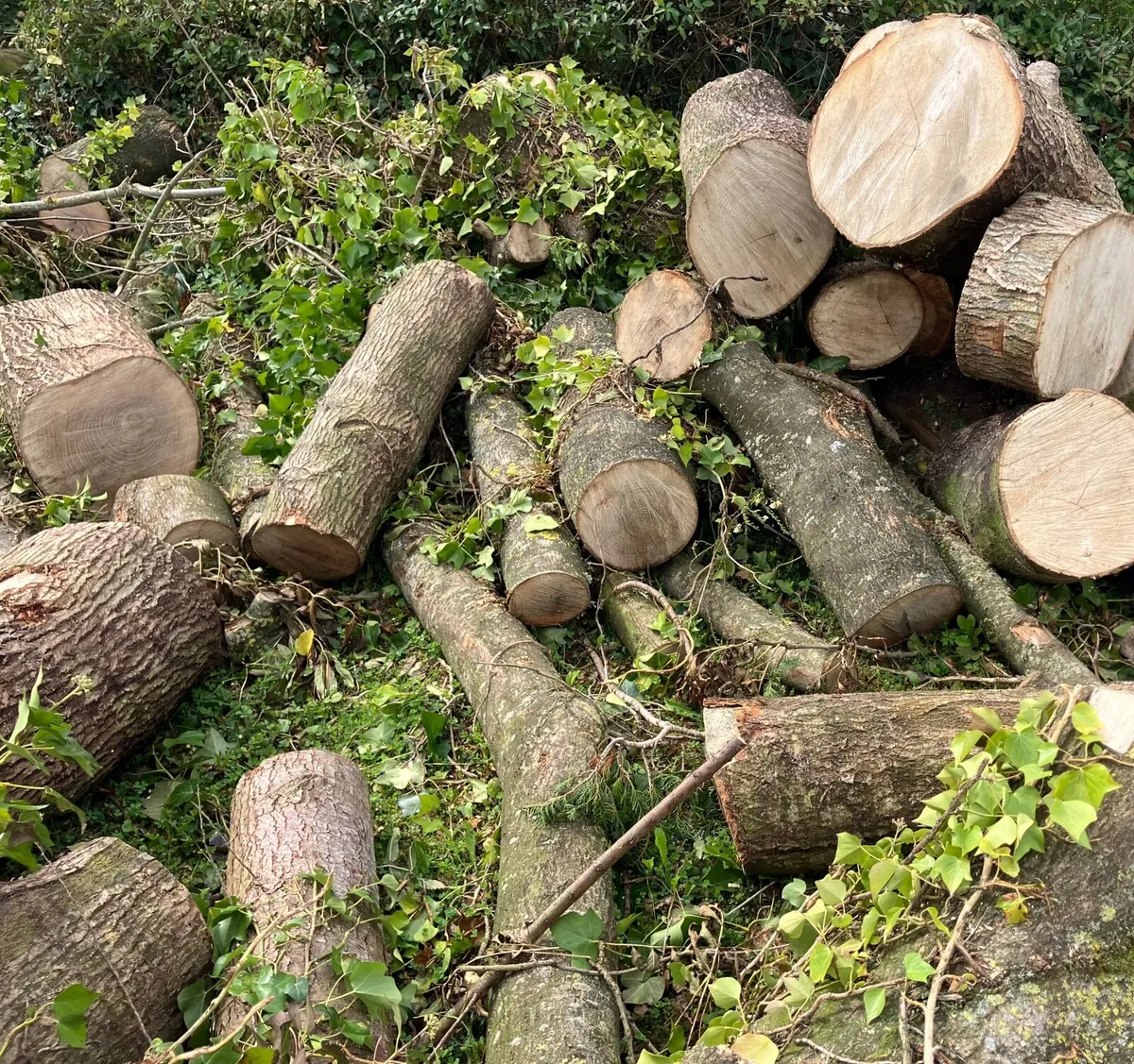 Ash firewood - Image 3