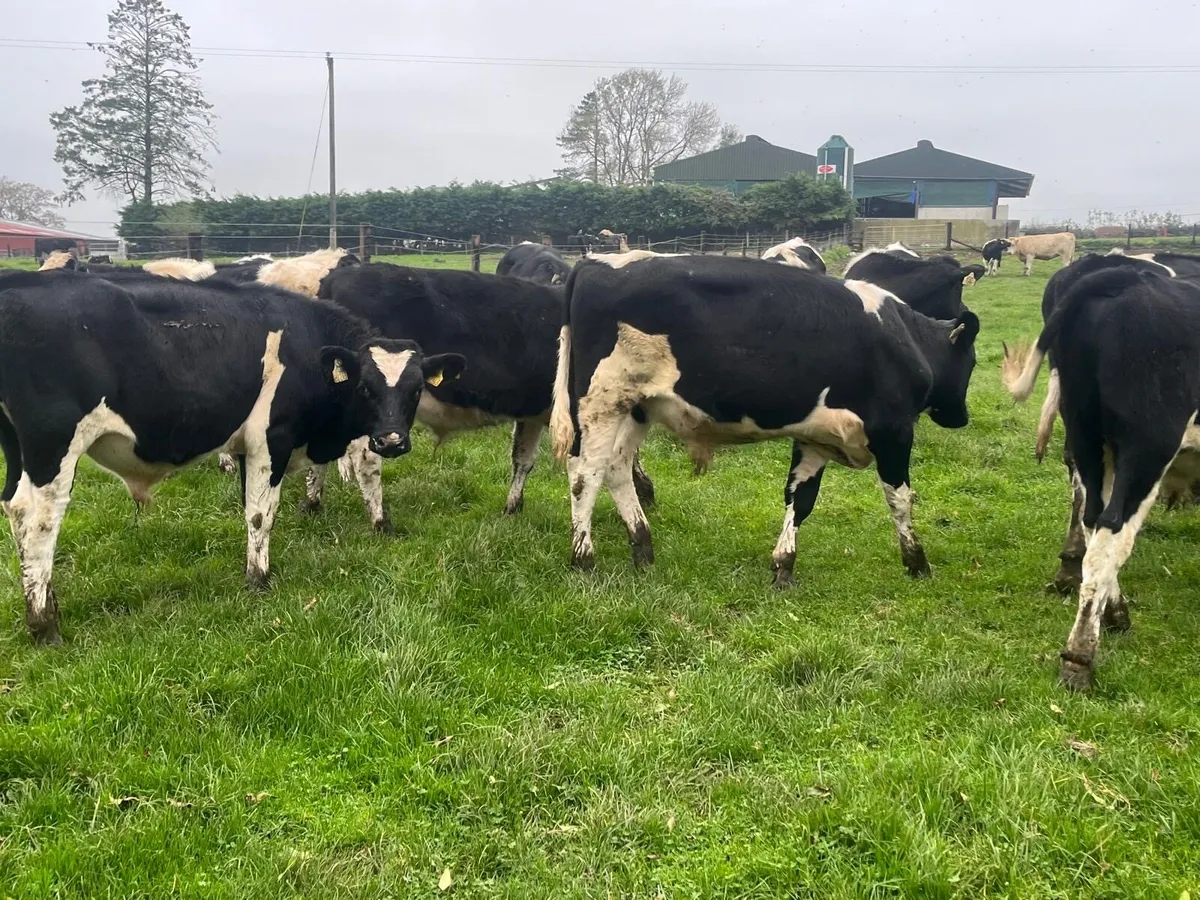 14 super British Frisian bull weanlings - Image 1