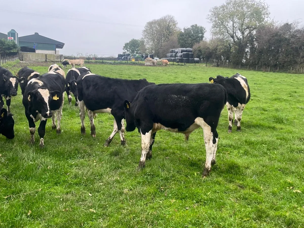 14 super British Frisian bull weanlings - Image 2