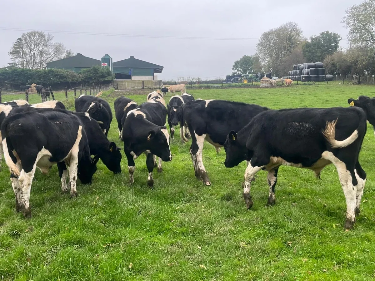 14 super British Frisian bull weanlings - Image 3