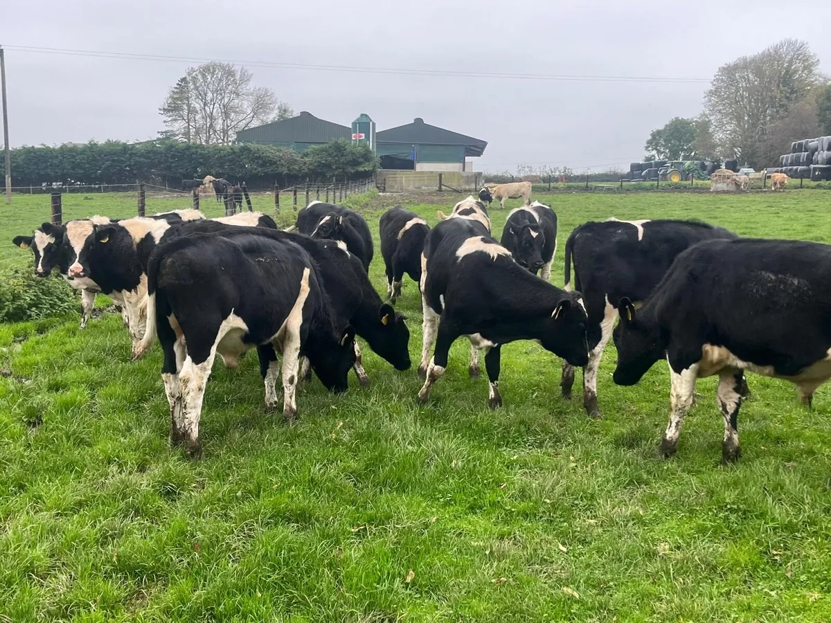 14 super British Frisian bull weanlings - Image 4