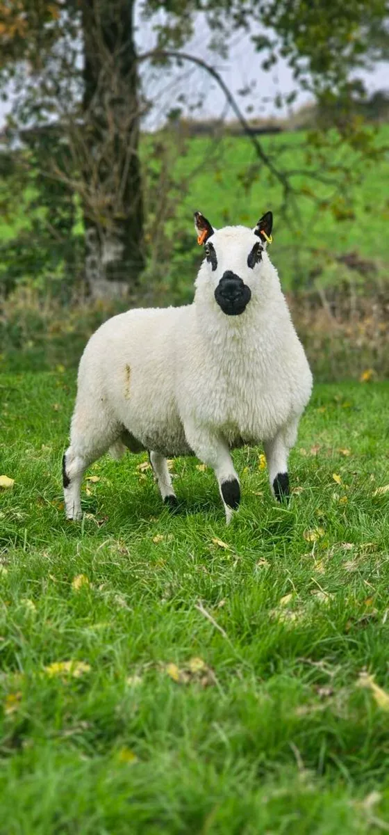 Kerry Hill Pedigree Registered Hogget Ram - Mart - Image 2