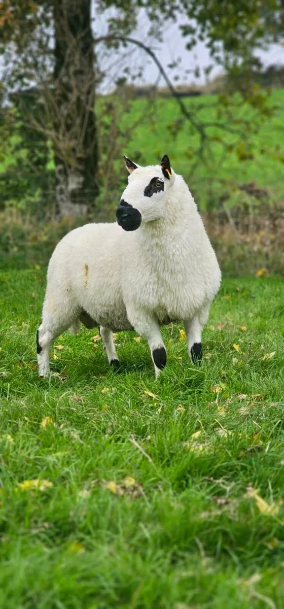 Kerry Hill Pedigree Registered Hogget Ram - Mart - Image 3