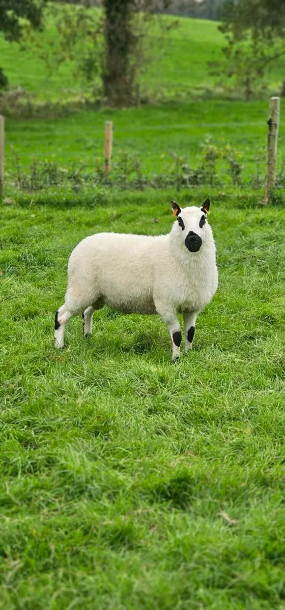 Kerry Hill Pedigree Registered Hogget Ram - Mart - Image 4