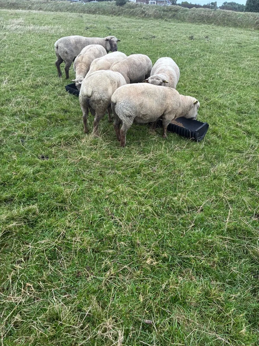 Pedigree Vendeen Hogget and Ram lambs - Image 1