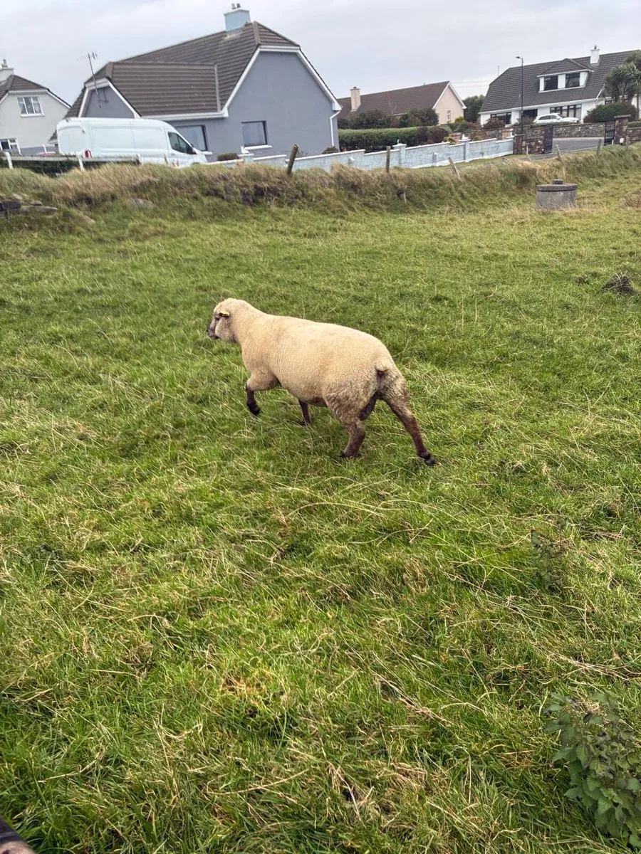 Pedigree Vendeen Hogget and Ram lambs - Image 2