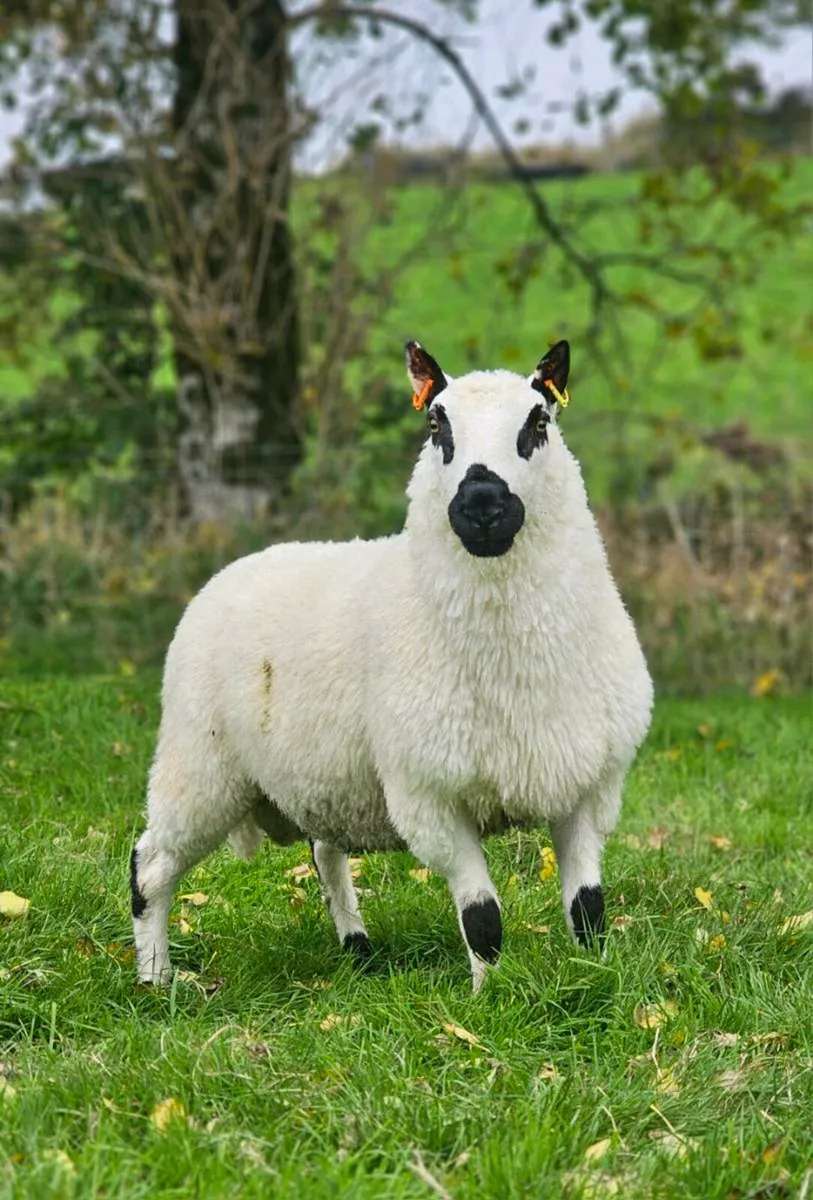 Kerry Hill Pedigree Registered Hogget Ram - Mart - Image 1