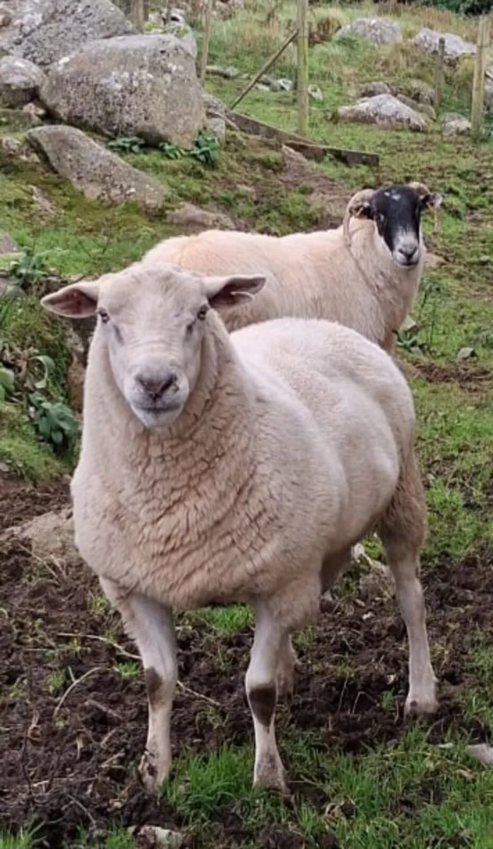 3 year old Cheviot Ram