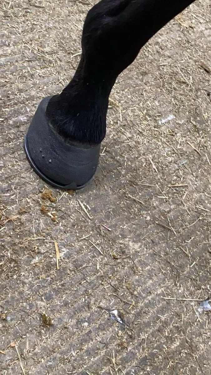Farrier - Image 4