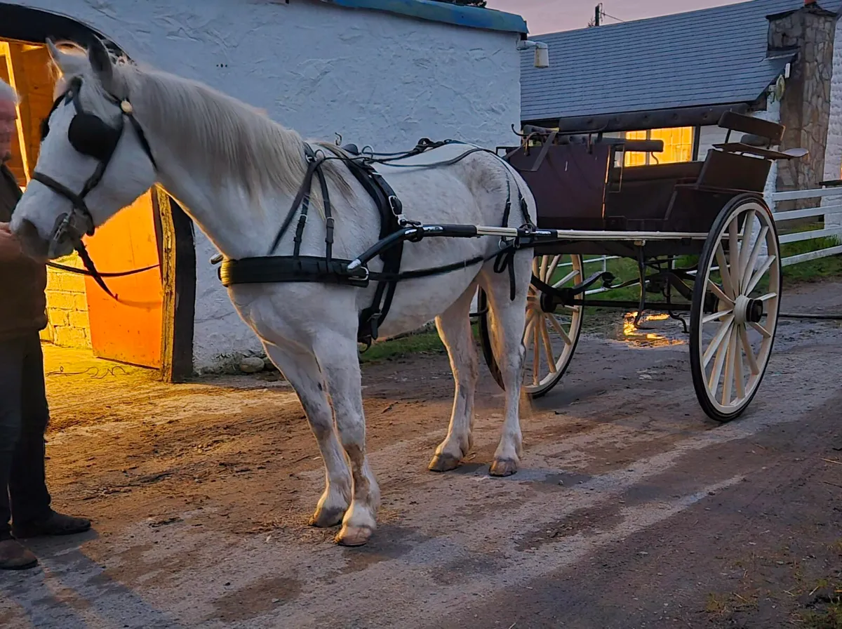 8yr Old, 15.1hh Driving Mare - Image 1